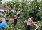 Evakuasi Pohon Tumbang di Pasar Sekotong, Lombok Barat