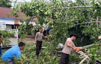 Evakuasi Pohon Tumbang di Pasar Sekotong, Lombok Barat