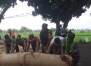 Sinergi TNI-Polri dan Warga Bersihkan Jalan di Labuapi Setelah Dilanda Bencana Pohon Tumbang