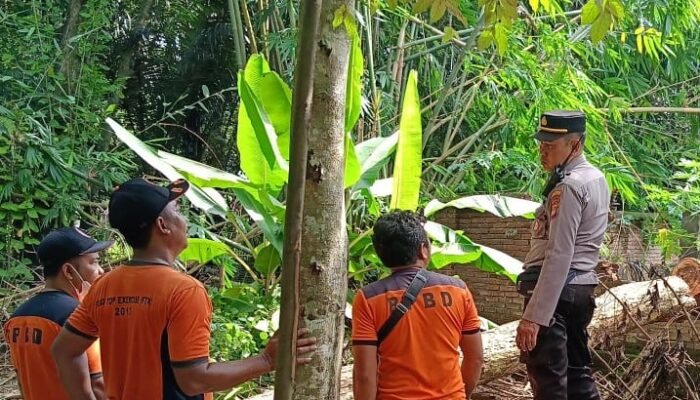 Pohon Tumbang Timpa Rumah Warga di Kuripan Lombok Barat, Kerugian Rp 3 Juta