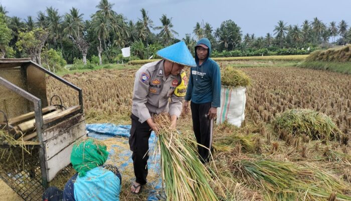 Polda NTB Aktif Beri Solusi, Jalin Silaturahmi dan Bantu Panen Padi