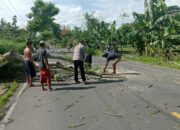 Polres Loteng Evakuasi Pohon Tumbang Halangi Arus Lalu Lintas.