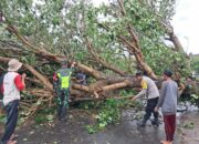 Cuaca Ekstrem Terjang Sekotong, Lombok Barat: Pohon Tumbang & Gelombang Pasang