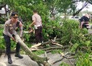 Pohon Trembesi Tumbang, Lalu Lintas Kuripan Terhambat Akibat Cuaca Ekstrem