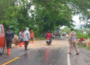 Bhabinkamtibmas Kelurahan Sampir dan BPBD Bersinergi Evakuasi Pohon Tumbang