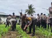 Polres Lombok Utara Kembali Gelar Pemupukan ke 2 Program Asta Cita Ketahanan Pangan