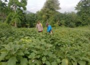 Bantu Petani Lokal, Polri Dorong Ketahanan Pangan Menuju Indonesia Emas