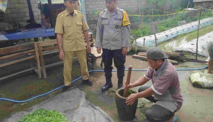 Petani Lombok Barat Buat Pestisida Nabati, Lebih Ramah Lingkungan!