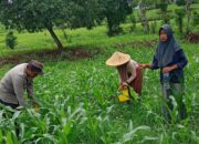 Pemupukan Jagung Bersama Warga, Polsek Manggelewa Dukung Program Ketahanan Pangan Nasional