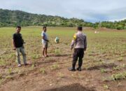Polsek Poto Tano kawal petani jagung pastikan tercukupi kebutuhan pupuk