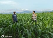 Bhabinkamtibmas Desa Hu’u Pantau Pengolahan Lahan Pertanian, Dorong Ketahanan Pangan Menuju Indonesia Emas 2025