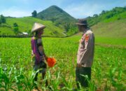 Polisi Penggerak Ketahanan Pangan Polres Sumbawa Barat Dampingi Pemupukan Jagung, Petani Optimis Hasil Panen Meningkat