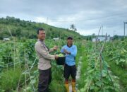 Bhabinkamtibmas Desa Mbuju Dorong Pengembangan Tanaman Timun untuk Ketahanan Pangan Nasional