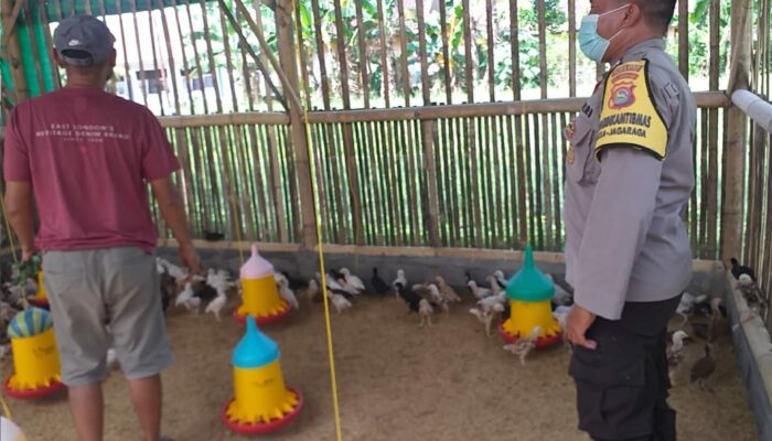 Dukung Ketahanan Pangan, Bhabinkamtibmas Kunjungi Peternak Ayam Super