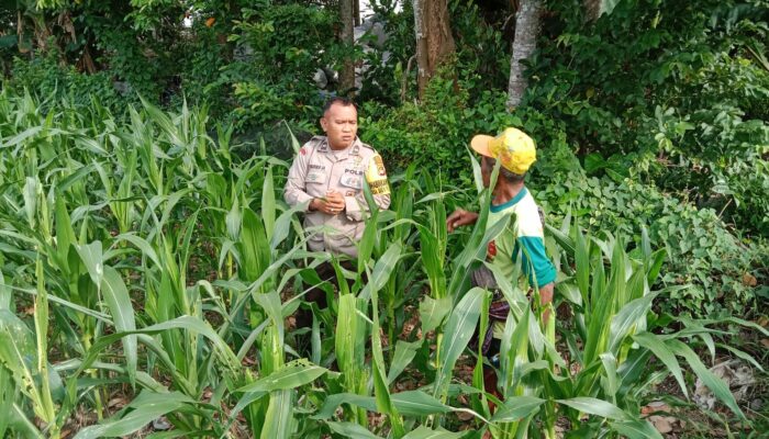 Inspiratif! Bhabinkamtibmas Lombok Barat Ajak Petani Wujudkan Swasembada Pangan