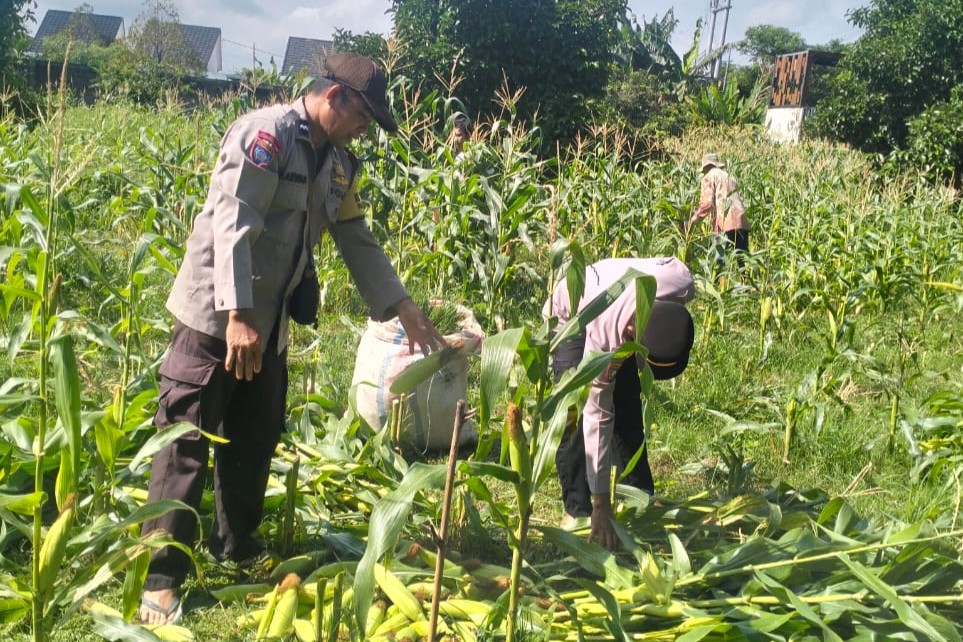 Sinergi Polri dan Petani, Panen Jagung Bersama di Bagik Polak