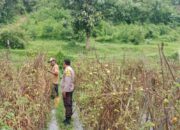 Polri Dukung Ketahanan Pangan: Bhabinkamtibmas Desa Lepadi Pantau Lahan Pertanian