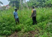 Polsek Dompu Laksanakan Pemantauan Lahan Pertanian untuk Mendukung Ketahanan Pangan Nasional