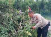 Polsek Poto Tano Bersama Masyarakat Respon Cepat Evakuasi Pohon Tumbang di Jalan Utama