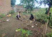 Bhabinkamtibmas Desa Lasi Dorong Pemanfaatan Lahan untuk Ketahanan Pangan