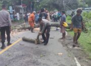 Akibat Cuaca Buruk Pohon Tumbang Kembali Terjadi di Wilayah Pemenang