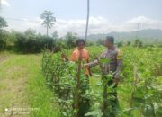 Polri Pantau Lahan Pertanian di Desa Jambu untuk Dukung Ketahanan Pangan Nasional