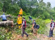 Cuaca Ekstrem, Sigap Kapolsek Sekongkang Bersama Warga Bersihkan Pohon Tumbang yang Menutupi Jalan Raya