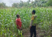 Dukung Ketahanan Pangan, Bhabinkamtibmas Tapir Pantau Perkembangan Tanaman Jagung Warga