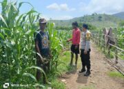 Polsek Hu’u Pantau Pengolahan Lahan Pertanian untuk Dukung Ketahanan Pangan Nasional