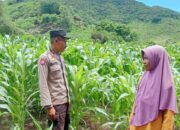 Polsek Dompu Lakukan Pemantauan Lahan Pertanian dalam Mendukung Ketahanan Pangan Nasional