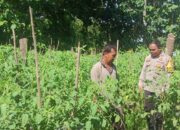 Bhabinkamtibmas Desa Sekongkang Bawah Lakukan Pendampingan Kegiatan Pengelolaan Pekarangan Pangan Bergizi