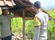 Dukung Ketahanan Pangan, Bhabinkamtibmas Desa Ai Suning Cek Perkembangan Tanaman Jagung Warga