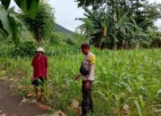 Polsek Kempo Pantau Pengolahan Lahan Pertanian untuk Dukung Ketahanan Pangan