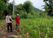 Polsek Kempo Pantau Pengolahan Lahan Pertanian untuk Dukung Ketahanan Pangan