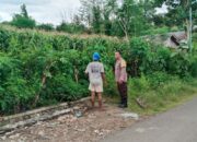 Bhabinkamtibmas Polsek Kilo Pantau Perkembangan Tanaman Jagung Warga Binaan