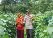 Bhabinkamtibmas Talonang Baru Ajak Kelompok Tani Wanita (KWT) Sebagai Pelopor Bertani Sayur dan Tanaman Bergizi