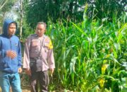 Bhabinkamtibmas Desa Rarak Ronges Dampingi Progres Tanaman Jagung Warga Binaan