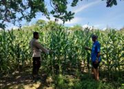 Pemantauan Lahan Pertanian, Polres Polda NTB Dukung Ketahanan Pangan Nasional