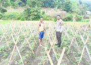 Bhabinkamtibmas Desa Adu Bantu Warga Kontrol Tanaman Tomat, Dukung Ketahanan Pangan Nasional