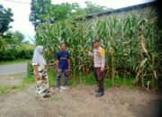 Bhabinkamtibmas Desa Woko Pantau Lahan Pertanian Warga untuk Program Ketahanan Pangan Nasional