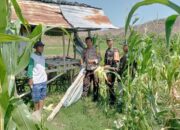 Bhabinkamtibmas dan Babinsa Pantau Perkembangan Tanaman Jagung Warga Binaan