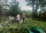 Bhabinkamtibmas Rasabou Pantau Budidaya Ikan Mujair, Dukung Ketahanan Pangan Nasional