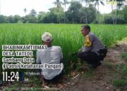 Dukung Program Ketahanan Pangan, Bhabinkamtibmas Tatede Sambangi Sawah Warga