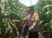 Sambangi Lahan Jagung, Aipda Alfian Haris Beri Dukungan Warga Wujudkan Ketahanan Pangan