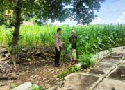 Bhabinkamtibmas O’o Pantau Lahan Jagung dan Beri Motivasi Warga