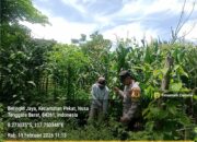 Bhabinkamtibmas Desa Beringin Jaya Pantau Lahan Jagung untuk Ketahanan Pangan Nasional