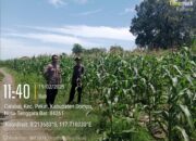 Bhabinkamtibmas Desa Calabai Pantau Lahan Jagung untuk Program Ketahanan Pangan Nasional