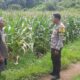 Bhabinkamtibmas Desa Banggo Pantau Perkembangan Tanaman Jagung Warga