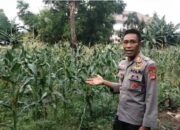 Dukung Ketahanan Pangan, Polsek Rasanae Barat Sulap Lahan Kosong Jadi Kebun Bergizi