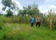 Bhabinkamtibmas Desa Rasabou Pantau Lahan Pertanian Warga untuk Dukung Ketahanan Pangan